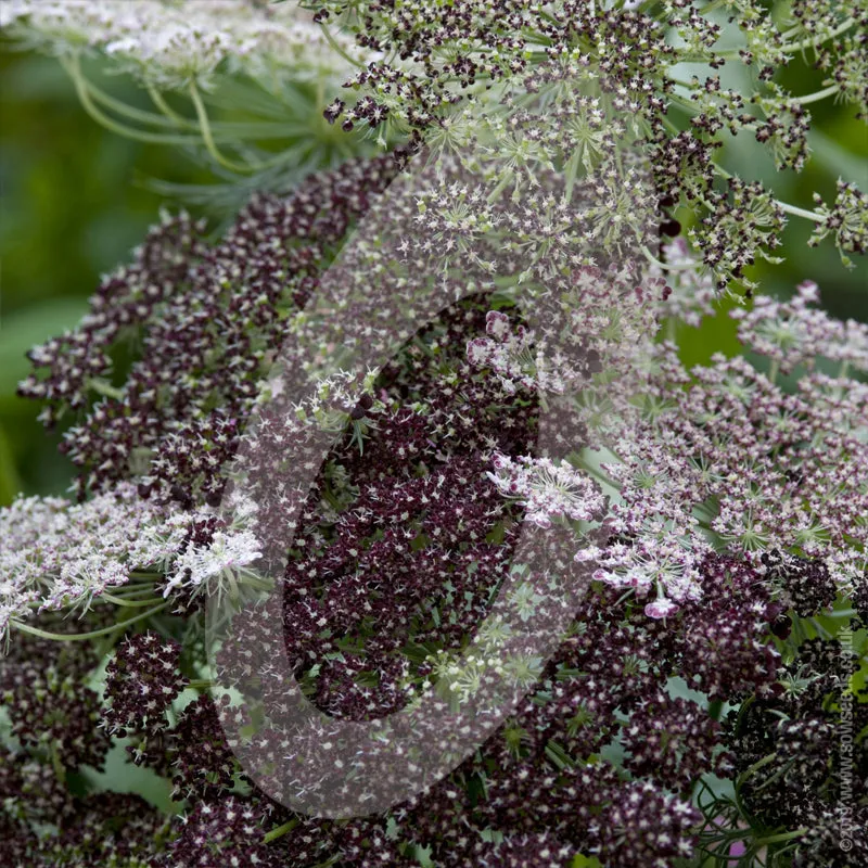 Daucus Carota 'Dara' Cut Flower Seeds