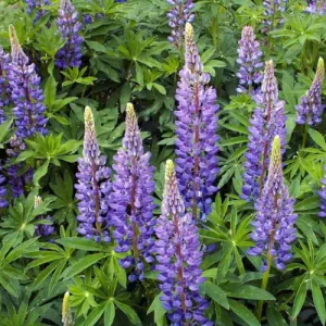 Sundial Lupine Seeds