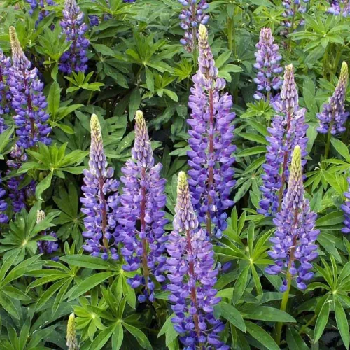 Sundial Lupine Seeds